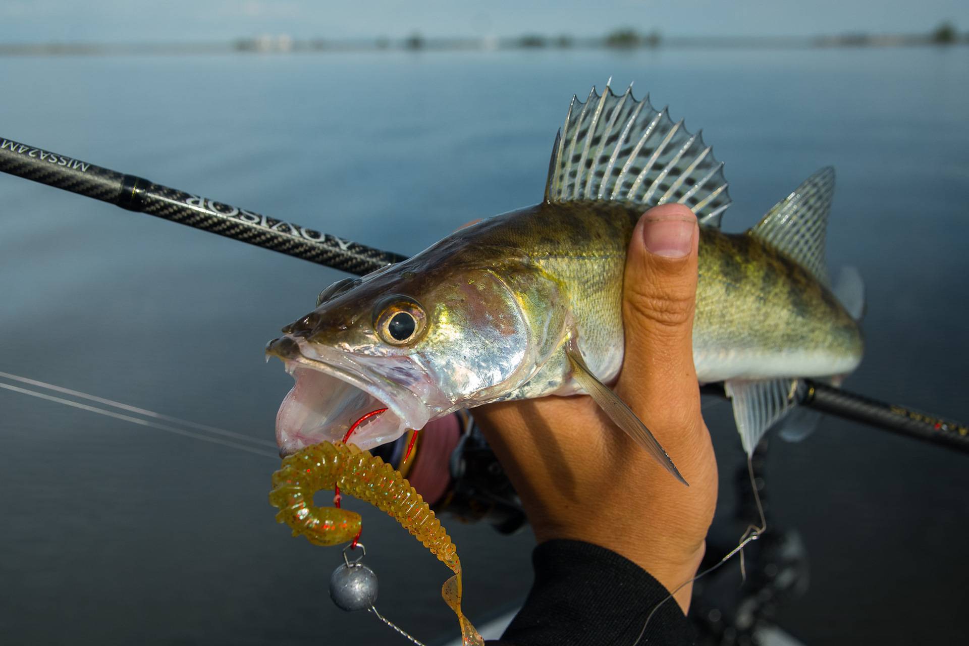 Чебак или плотва: тонкости ловли сибирской рыбы - рыбалка