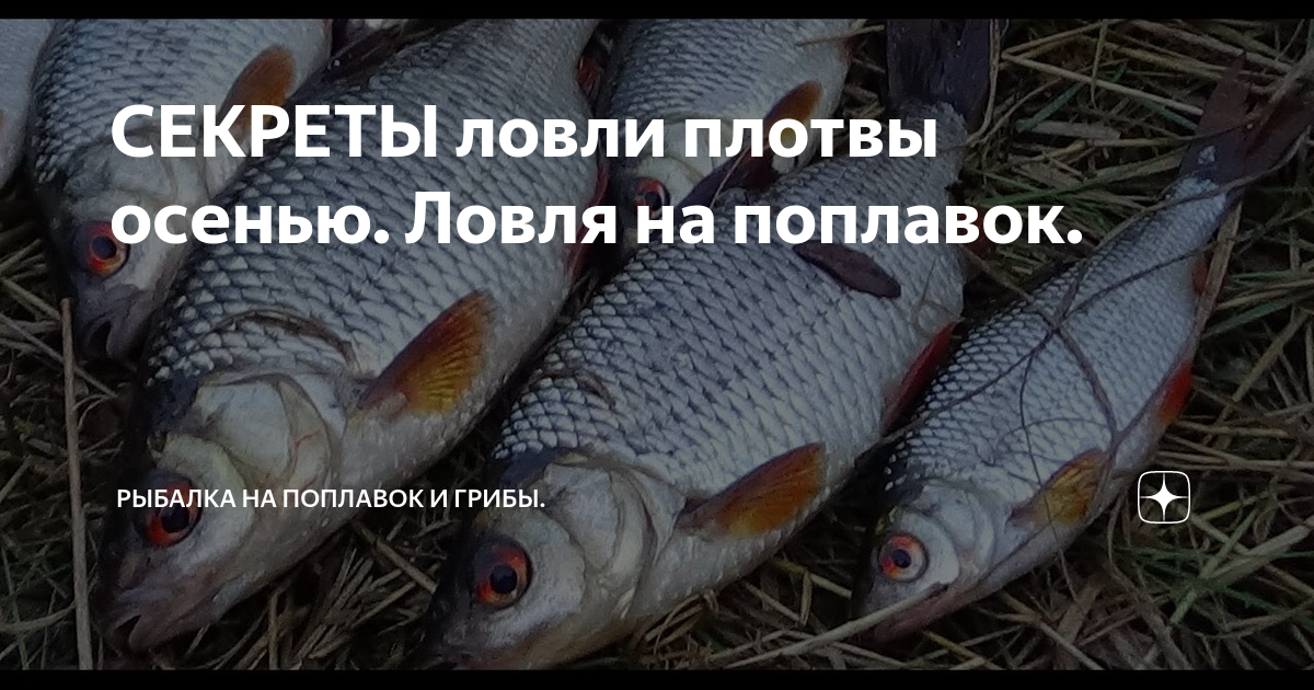 Ловля плотвы на удочку. видео | как поймать плотву?