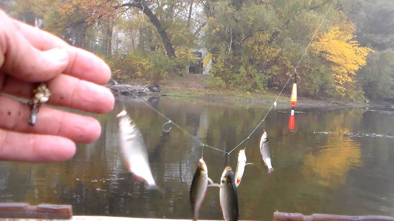 Поплавочная ловля осенью, где ловить, снасти, прикормка + видео