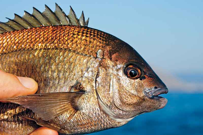 Морской карась (ласкрия или аурата) | как, где на что и когда лучше ловить рыбу (75 фото)