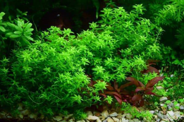 Микрантемум тенистый (micranthemum umbrosum): описание и характеристики, особенности содержания в аквариуме