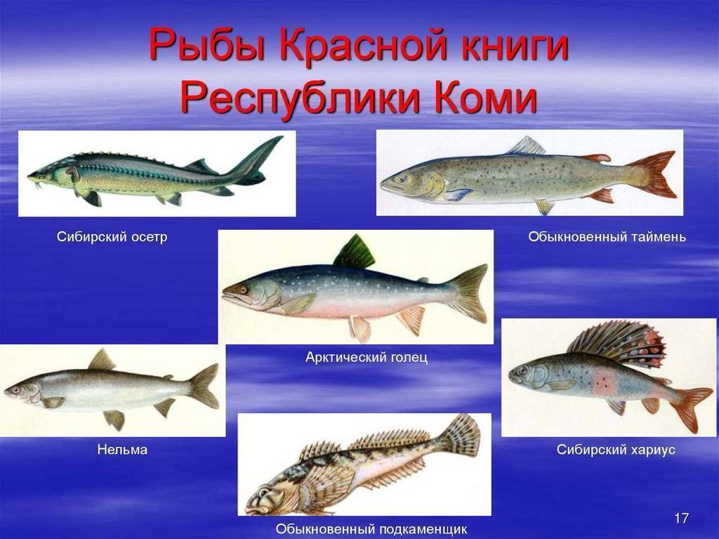 Рыба шемая: фото и описание, где водится шамайка, как выглядит азовская черноморская, каспийская, как приготовить, можно ли ловить и как
