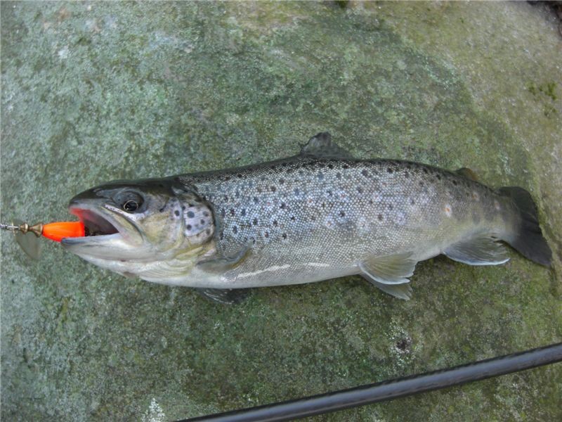 Рыбалка в ленинградской области в ноябре: характеристика водоемов и особенности ловли отдельных видов рыб