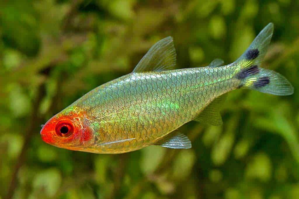 Родостомус (красноносая тетра) аквариумная рыбка:содержание, уход