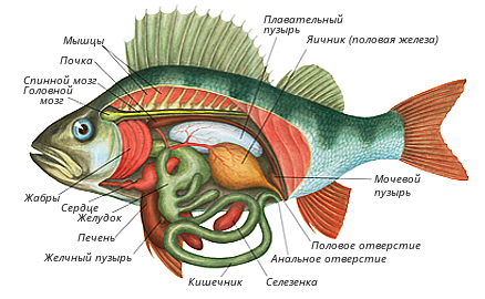 Рыба окунь?: фото и описание. как выглядит окунь?, чем питается и где водится