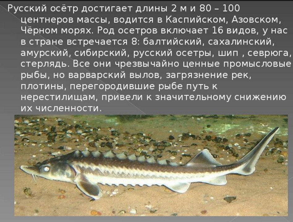 Рыба калуга — фото и описание, места обитания и образ жизни, питание и размножение