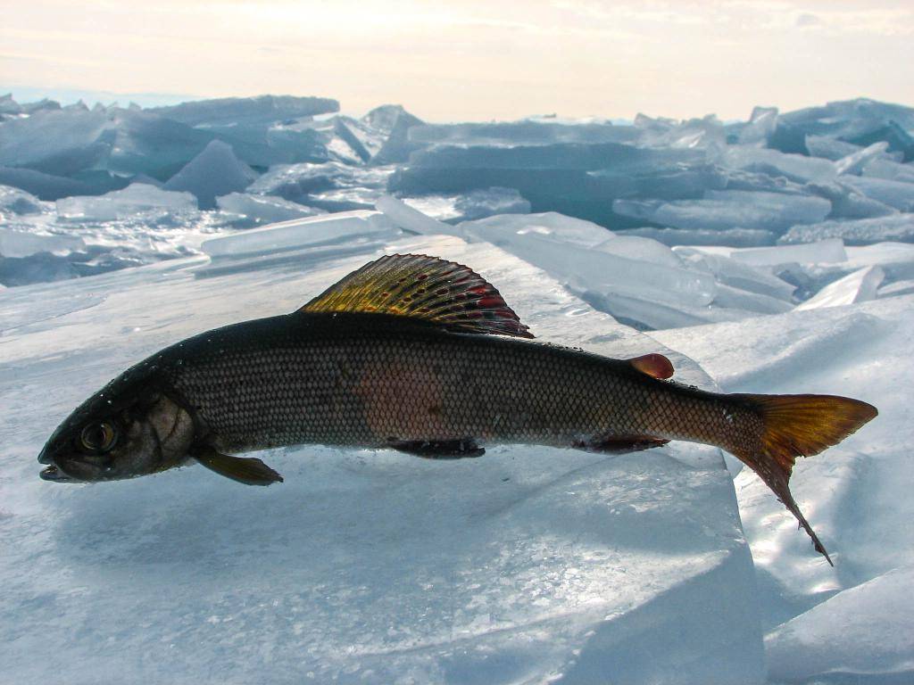 Рыбалка налим на енисее — видео о рыбалке на fishingwiki.ru, трофейный налим на енисее зимой