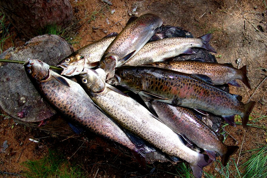 Рыбалка в витебской области: лучшие места