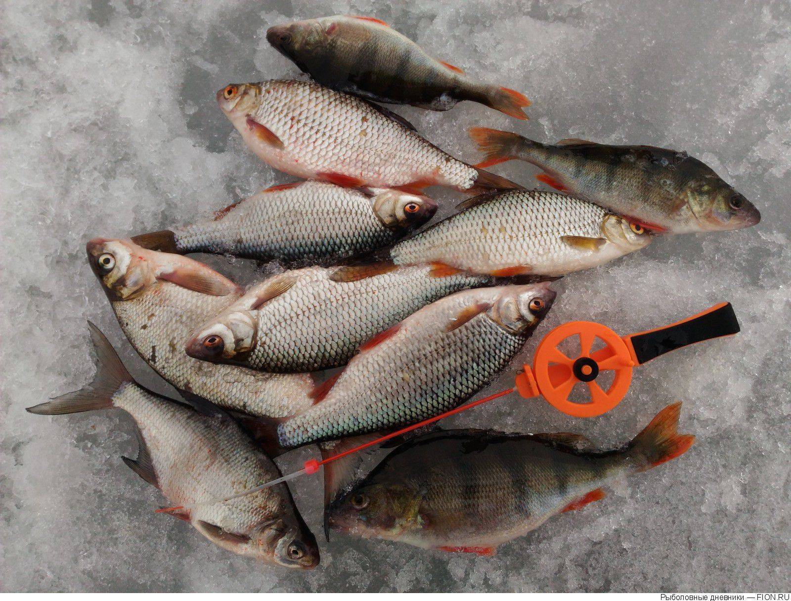Рыбалка в дельте нижней волги: лучшие рыболовные базы эконом класса, как ловить сома