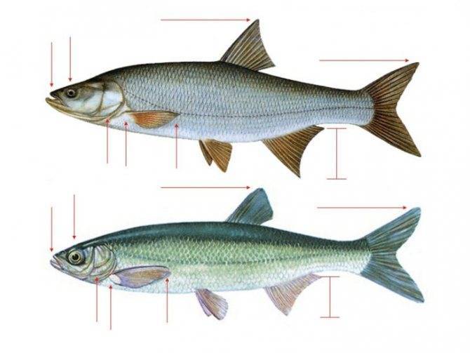 Промысловая рыба - виды с названиями и фото, использование и охрана | семейство промысловых рыб