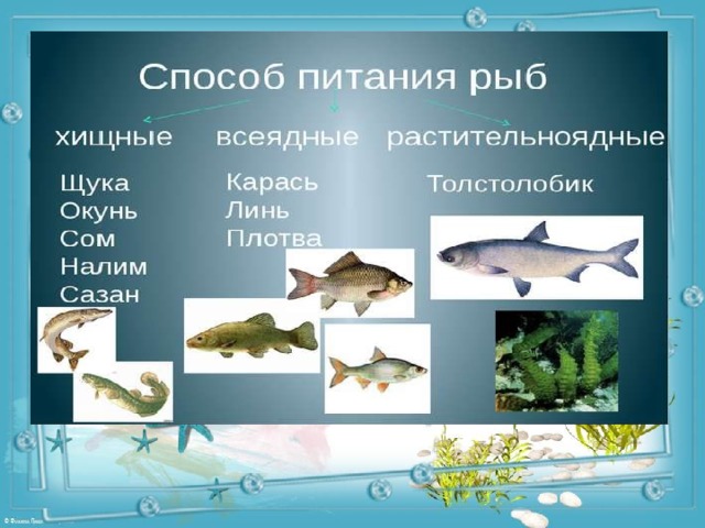 Хищные рыбы: полный список с описанием и фото