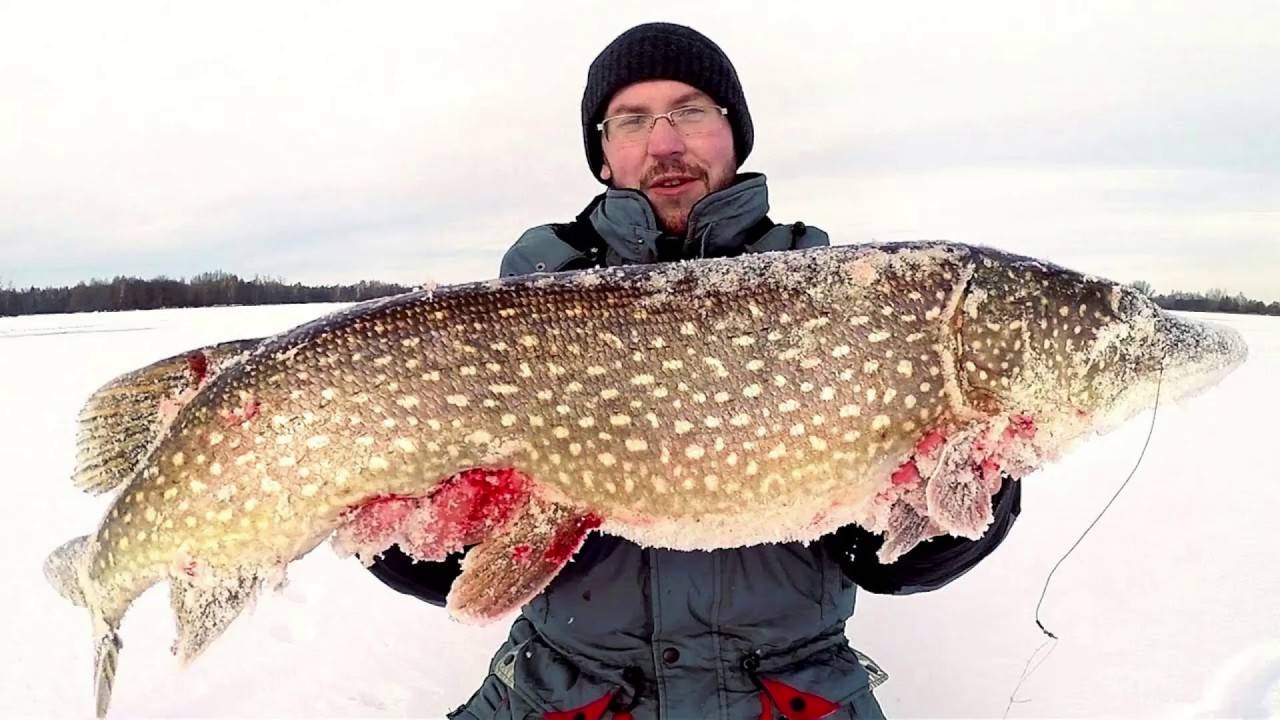 Самые большие пресноводные рыбы в мире по весу - лучшие топ 10