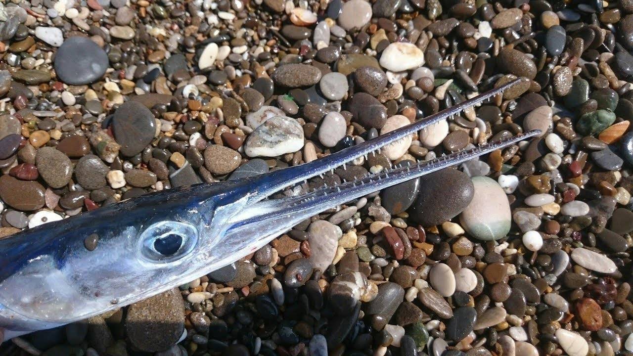 Сколько рыб водится в охотском море. Сарган рыба. Сарган Черноморский. Средиземноморский Сарган. Рыба Сарган Средиземное море.