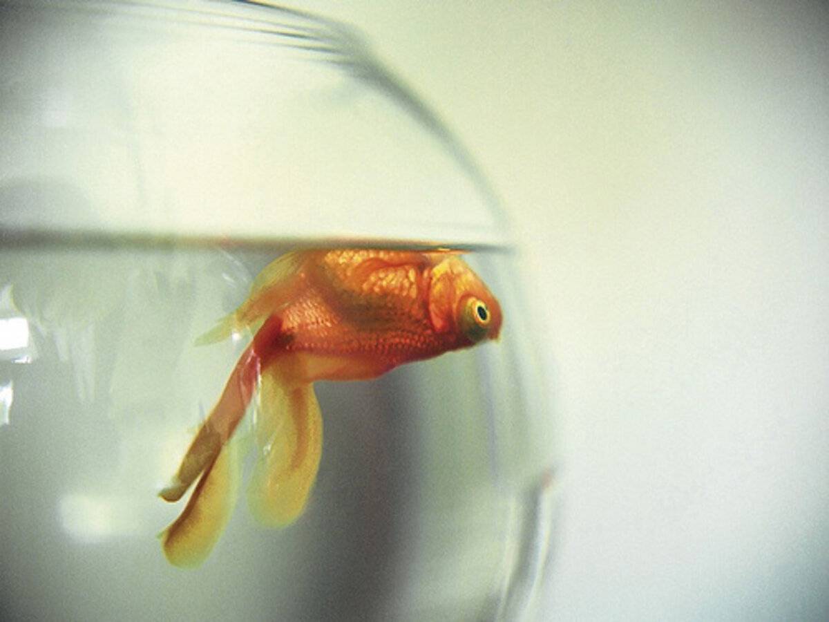 Почему умирают рыбки дома в аквариуме