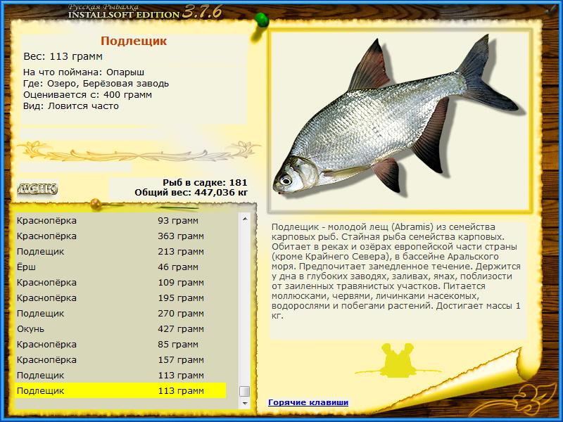 Лещ и подлещик: 5 отличий и особенности рыб