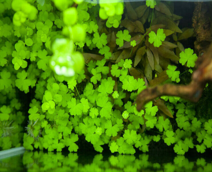 Гидрокотила трипартита содержание в аквариуме, фото