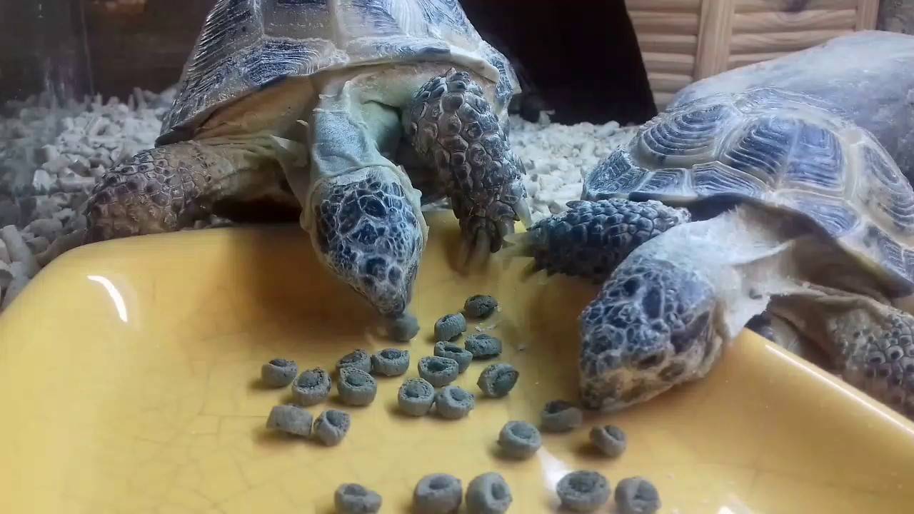 Болотная черепаха в домашних условиях