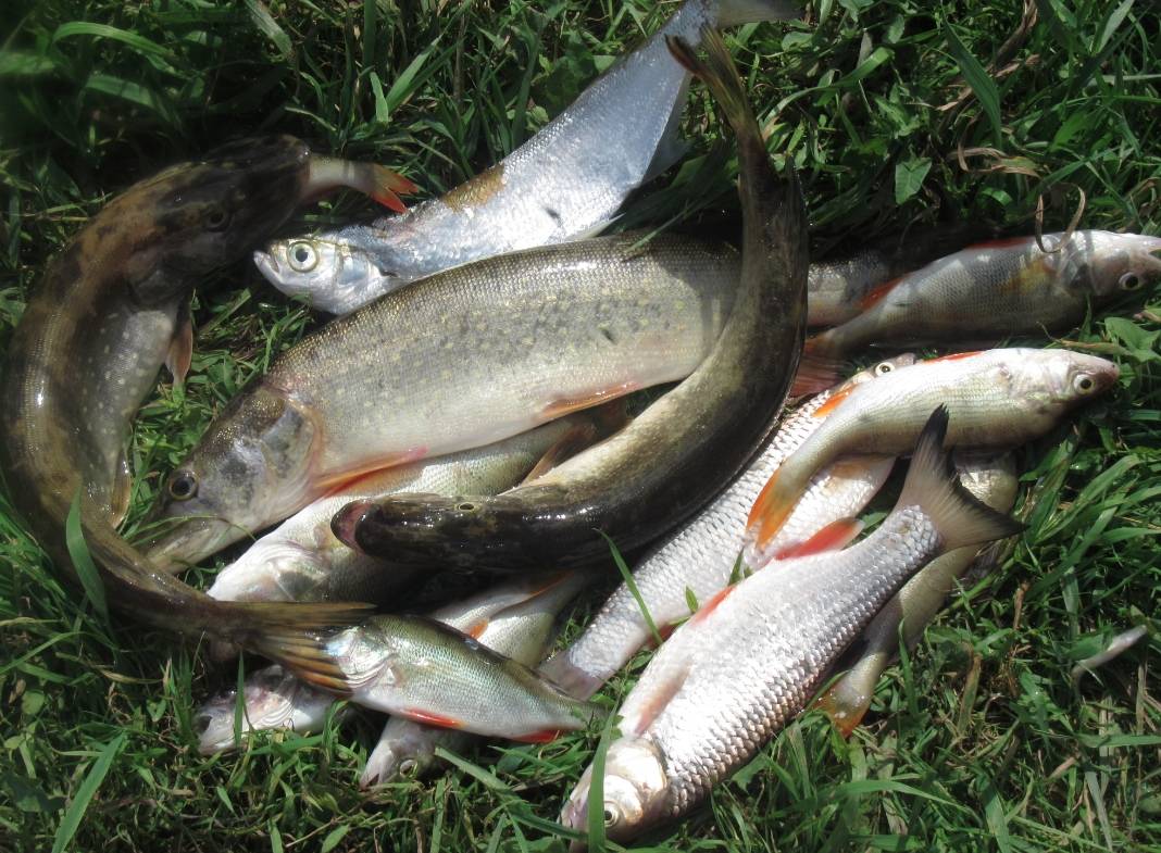 Рыбалка в ишиме и ишимском районе — лучшие места для ловли, какая рыба водится в реке