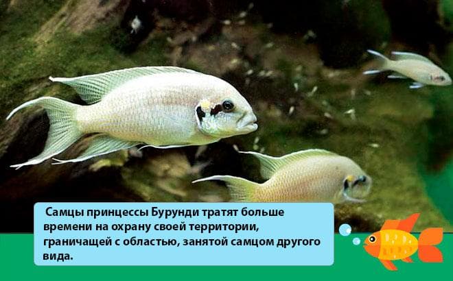 Рыба слон: содержание, фото-видео обзор