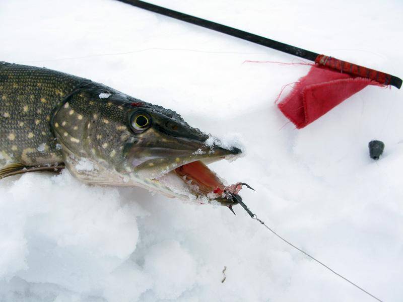 Рыбалка на щуку зимой на жерлицы