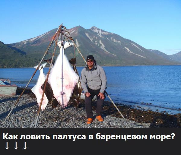 Палтус