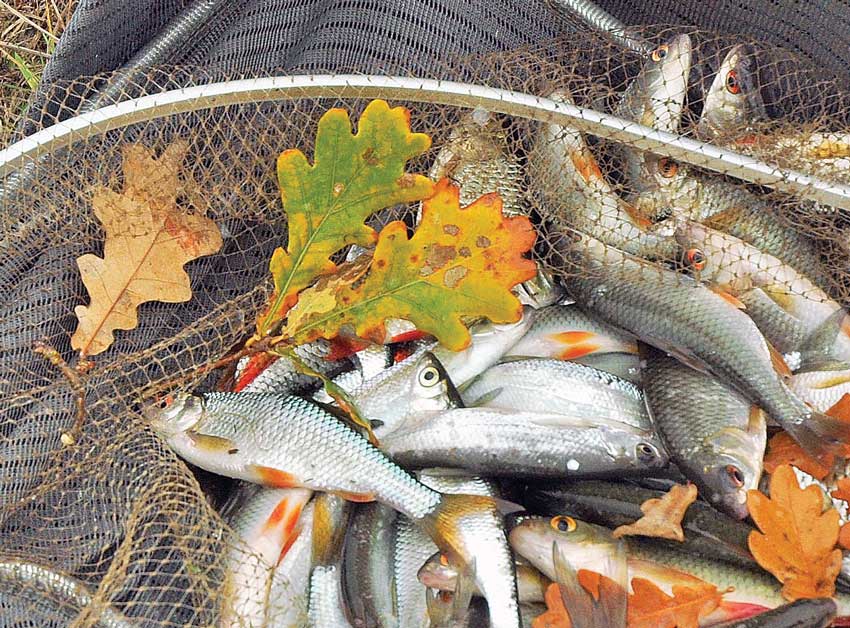 Рыбалка в октябре на малых реках: отличия в начале и конце октября