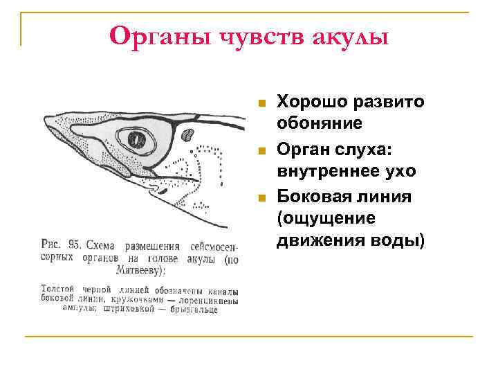Какой слух у рыб. орган равновесия и слуха у рыб есть уши