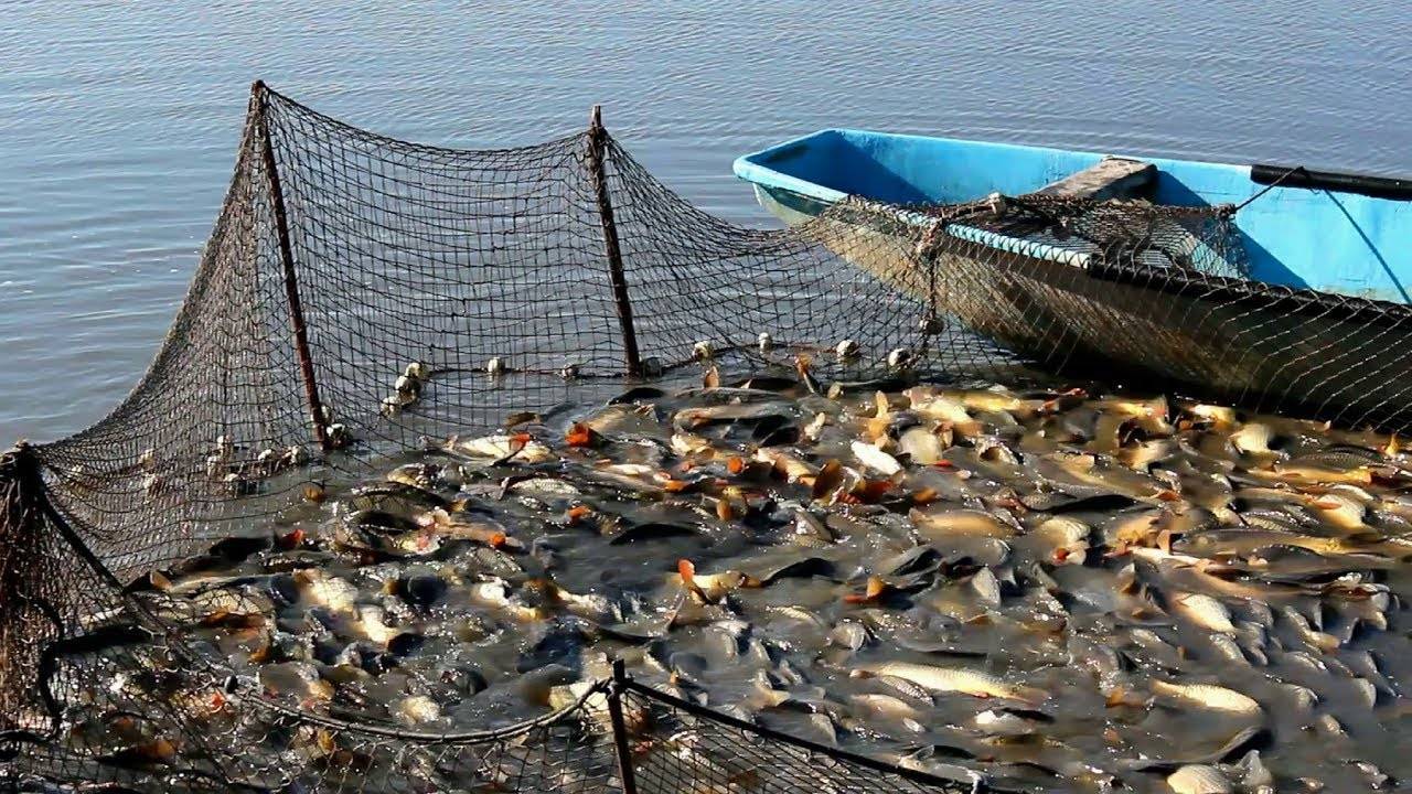 За 10 лет только в одном регионе казахстана выросла популяция рыбы. почему истощаются рыбные запасы?