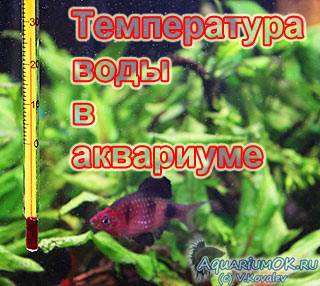 Как правильно и зачем нужно отстаивать воду для аквариума- ribulki.ru