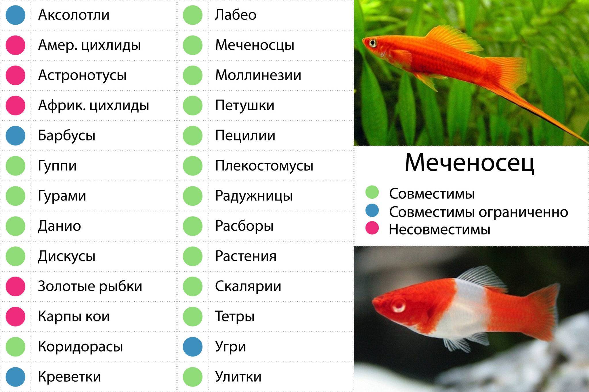 Золотая рыбка в круглом аквариуме: уход и содержание, фото и видео