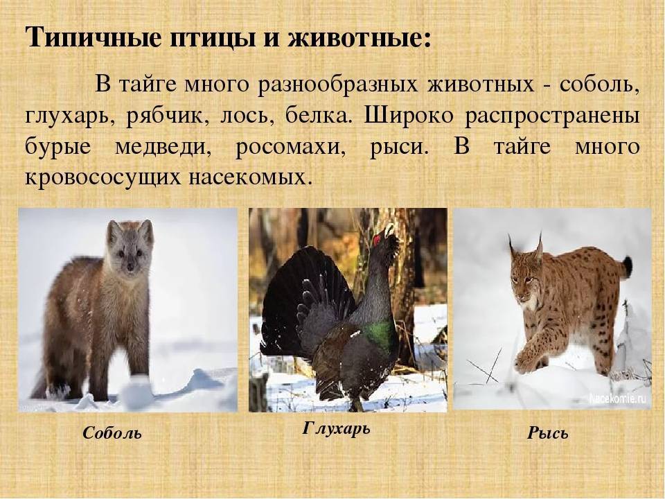 Какие животные и птицы обитают в тайге россии?