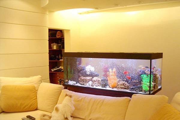 Аквариум по феншуй в квартире: расположение, рыбки и их значение