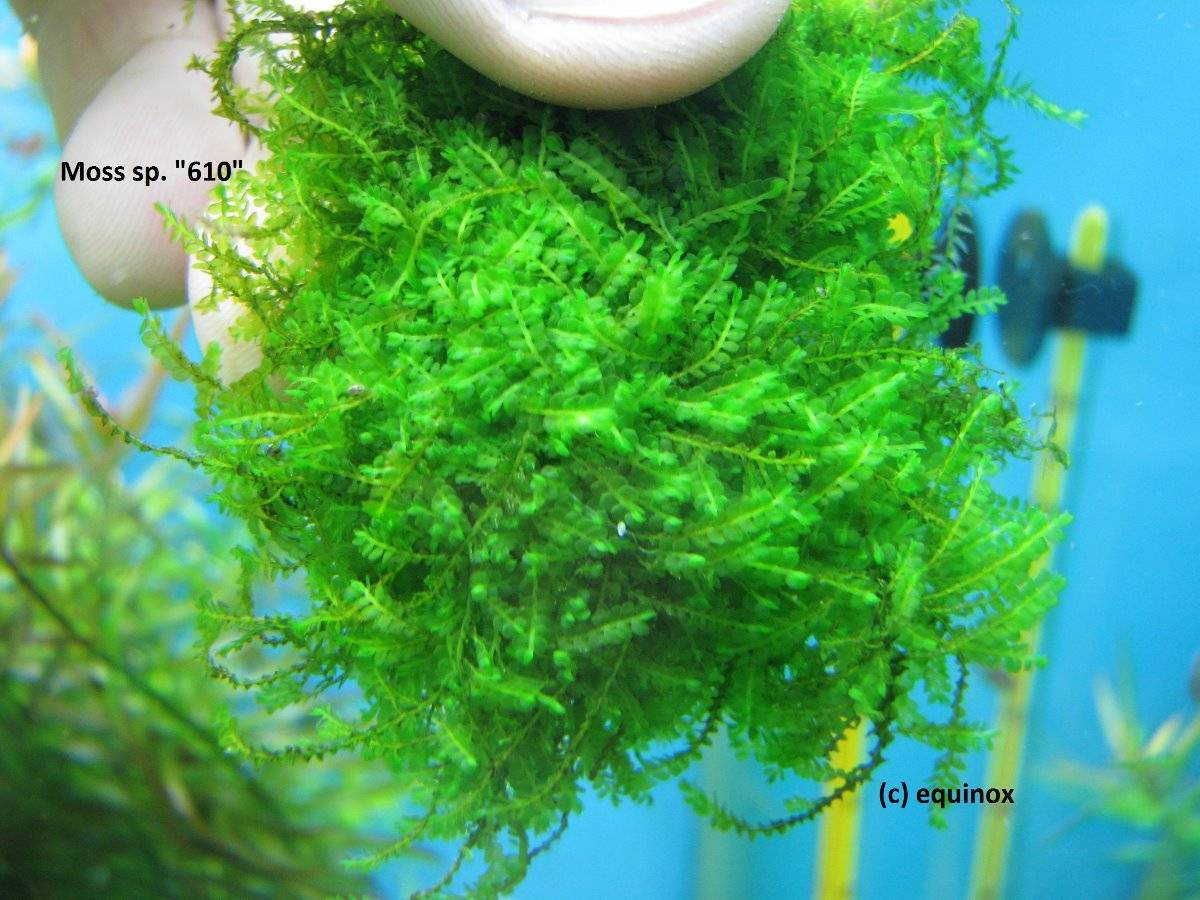 Яванский мох в аквариуме: содержание, фото и описание