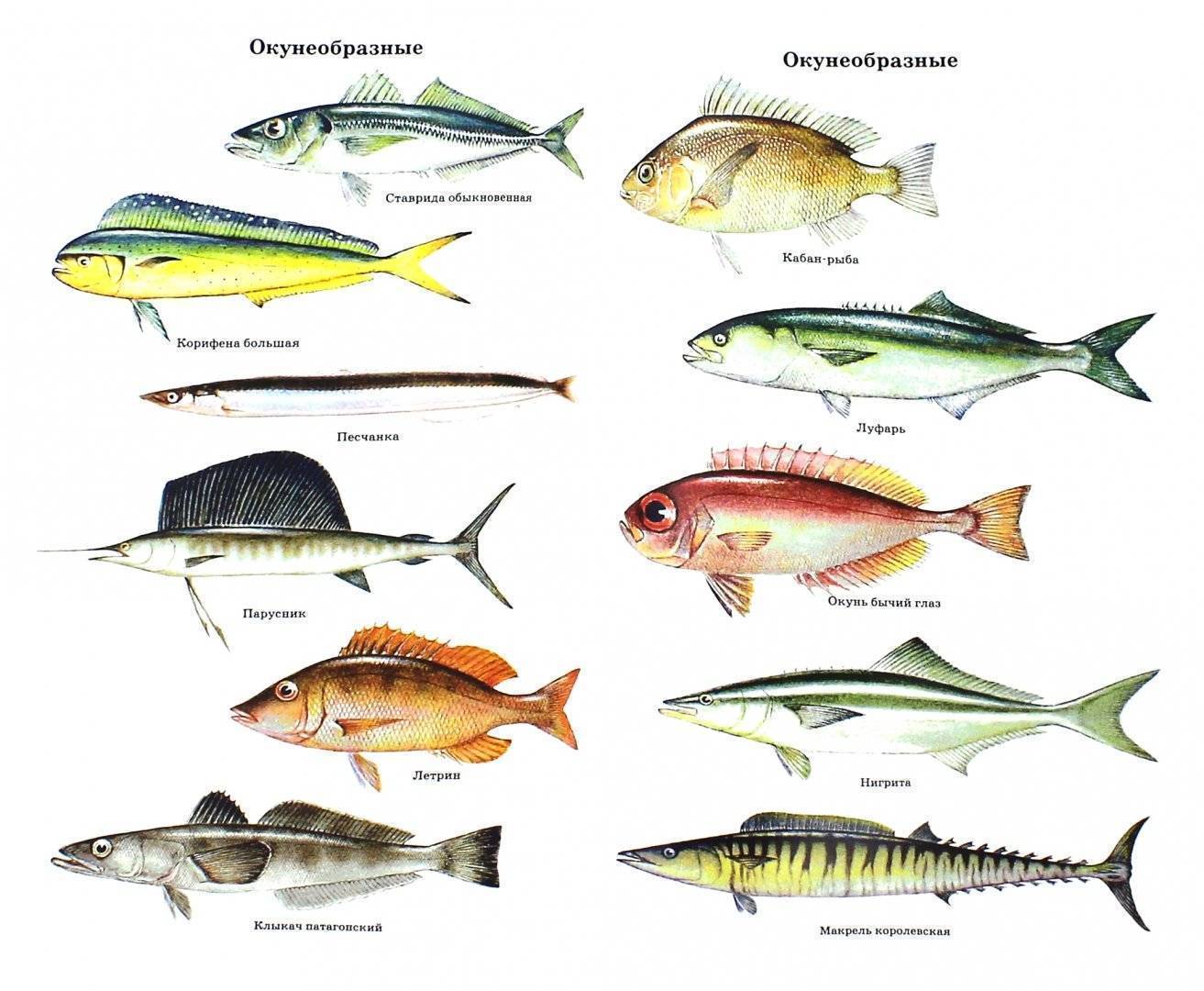 Самое большая рыба в мире: список, размеры, названия, фото