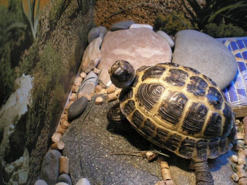 Как морские черепахи откладывают яйца. размножение черепах: потомство в неволе
