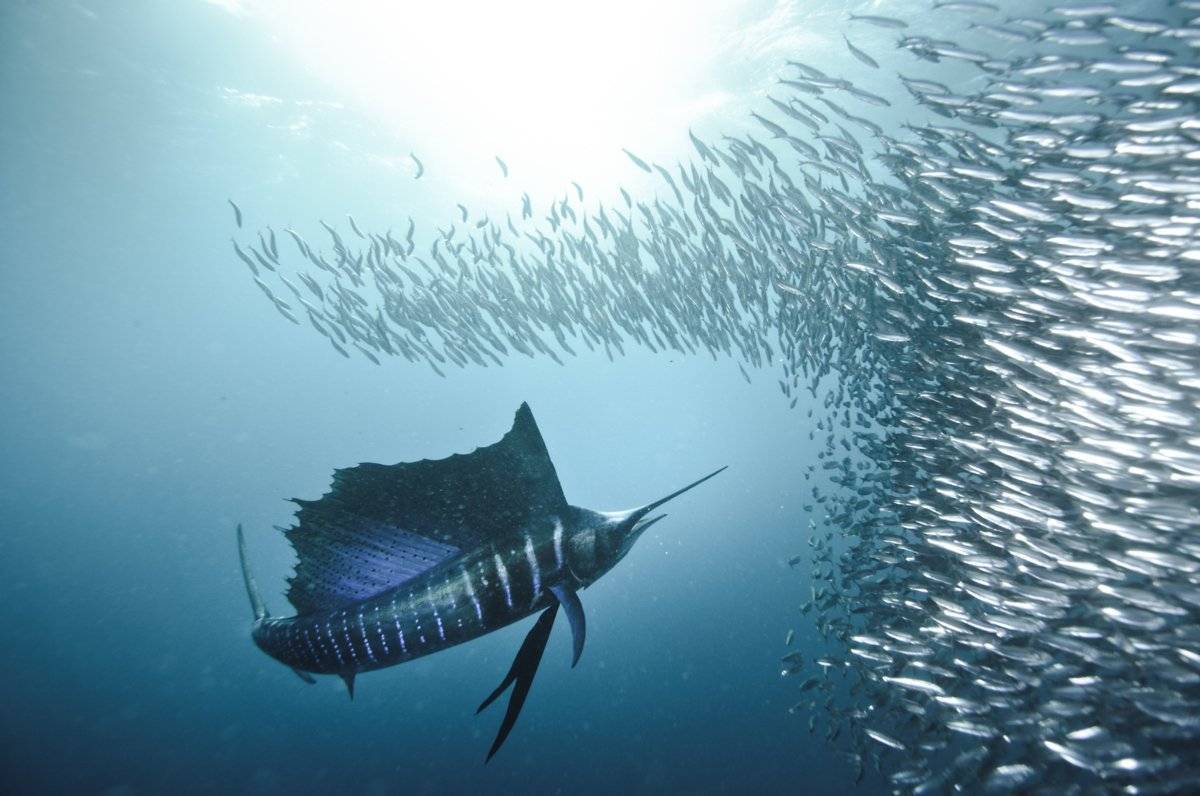 Какая рыба в океане плавает быстрее всех — 10 самых шустрых