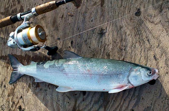 Ловись рыбка большая и маленькая: что такое байкальский омуль и с чем его едят