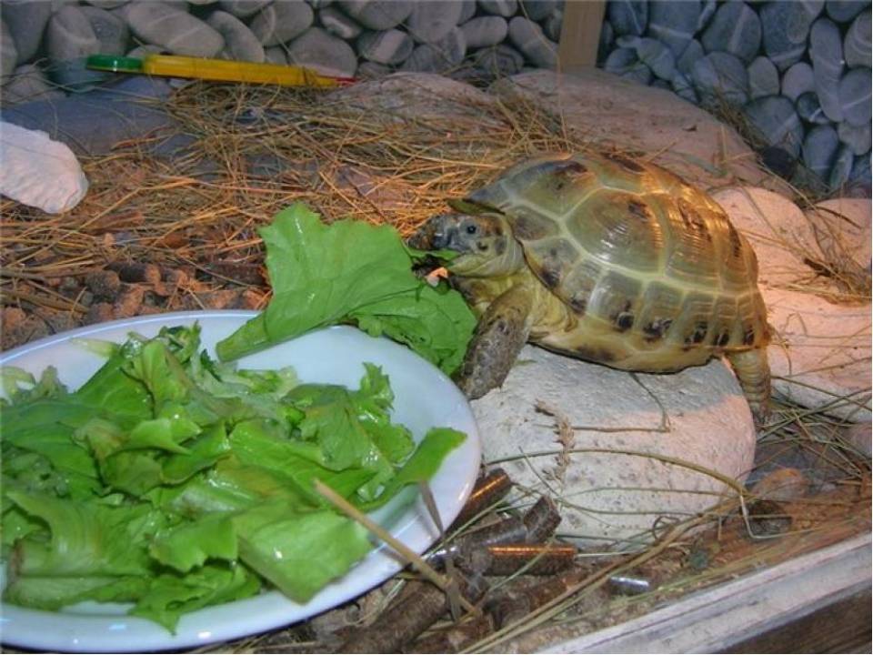 Черепаха уход кормление