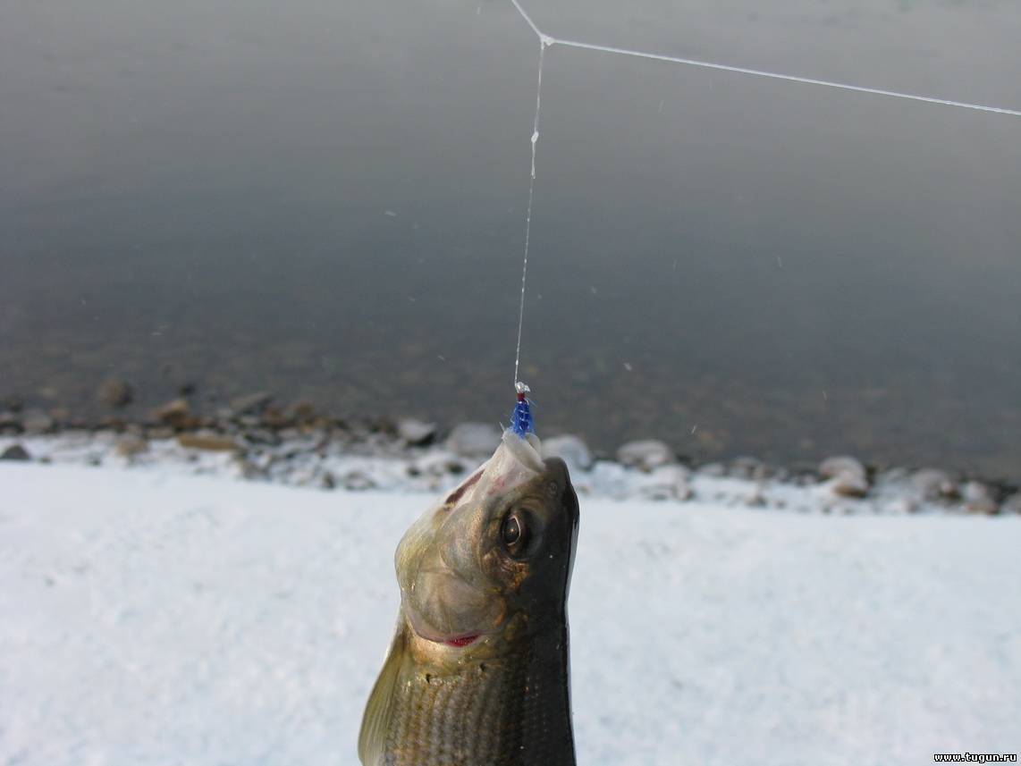 Рыбалка на хариуса в красноярске - техника ловли в разное время года, места, отзывы