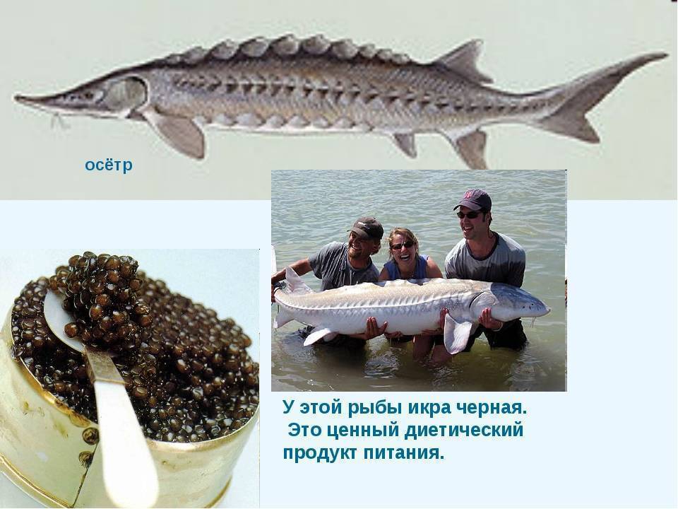 Рыба белуга: особенности внешнего вида, ареал обитания, питание и размножение