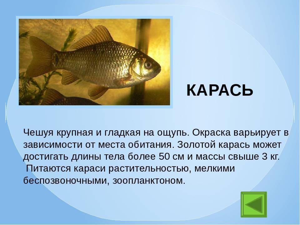 Ерш - рыба: нерест, виды, описание, ловля, места обитания, применение, фото, видео, внешний вид