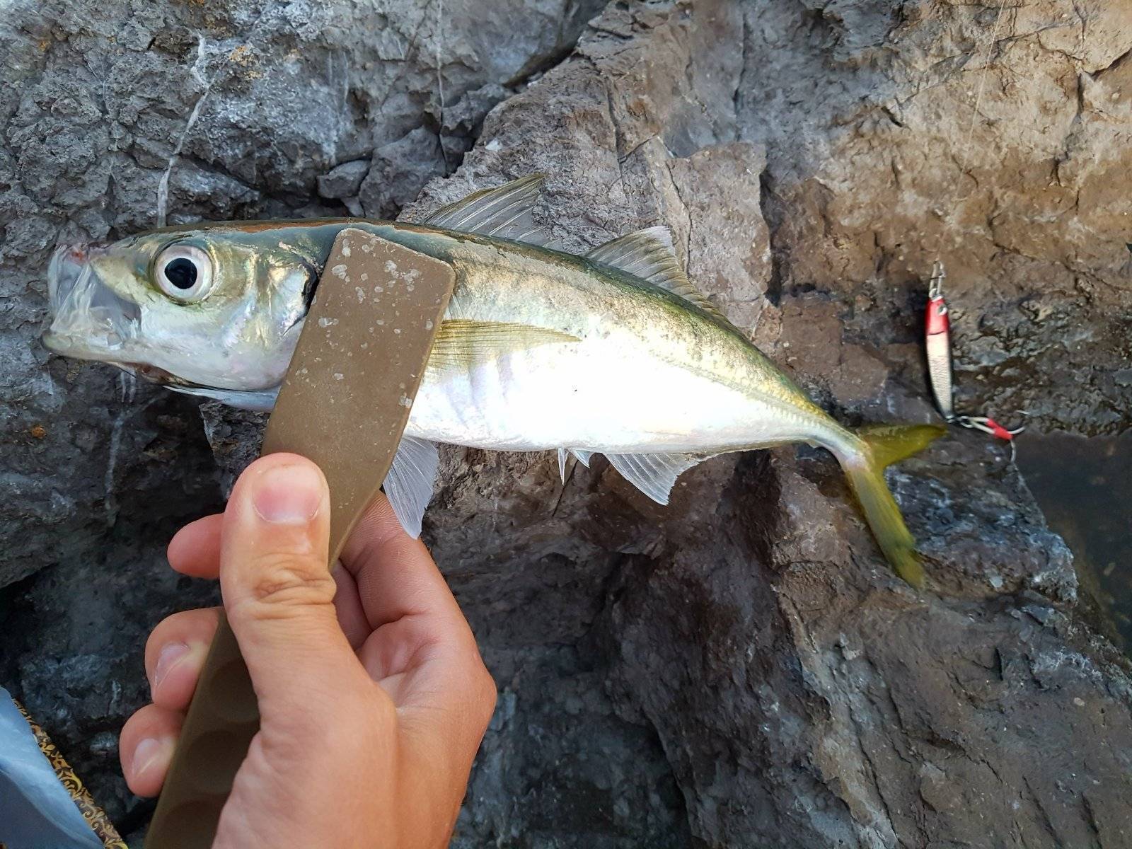 Ловля ставриды в чёрном море по-японски