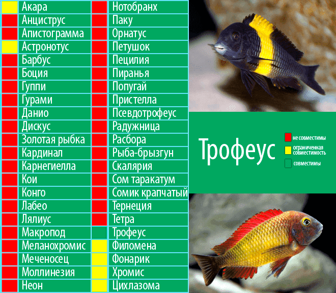 Список-каталог аквариумных рыбок: по алфавиту, с фото и ссылкой на описание