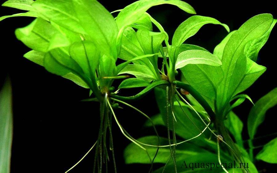 Эхинодорус амазонка (echinodorus amazonicus) происходжение, описание, размножение и уход.