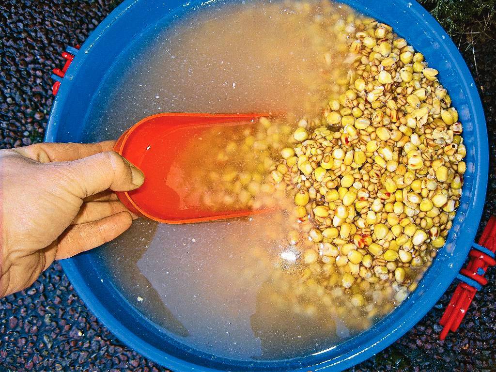 Как правильно и быстро запарить пшеницу для рыбалки?