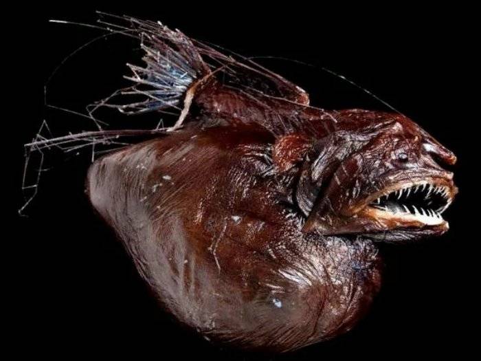 Морской черт - 56 фото основных видов глубоководного хищника