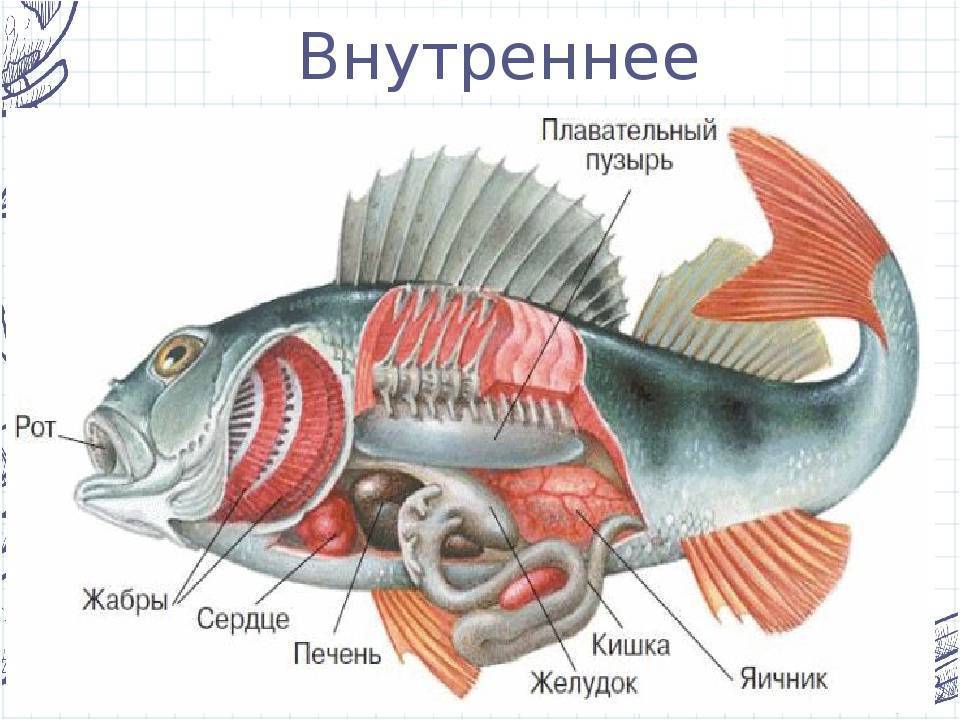 Внутренние органы и строение тела рыбы