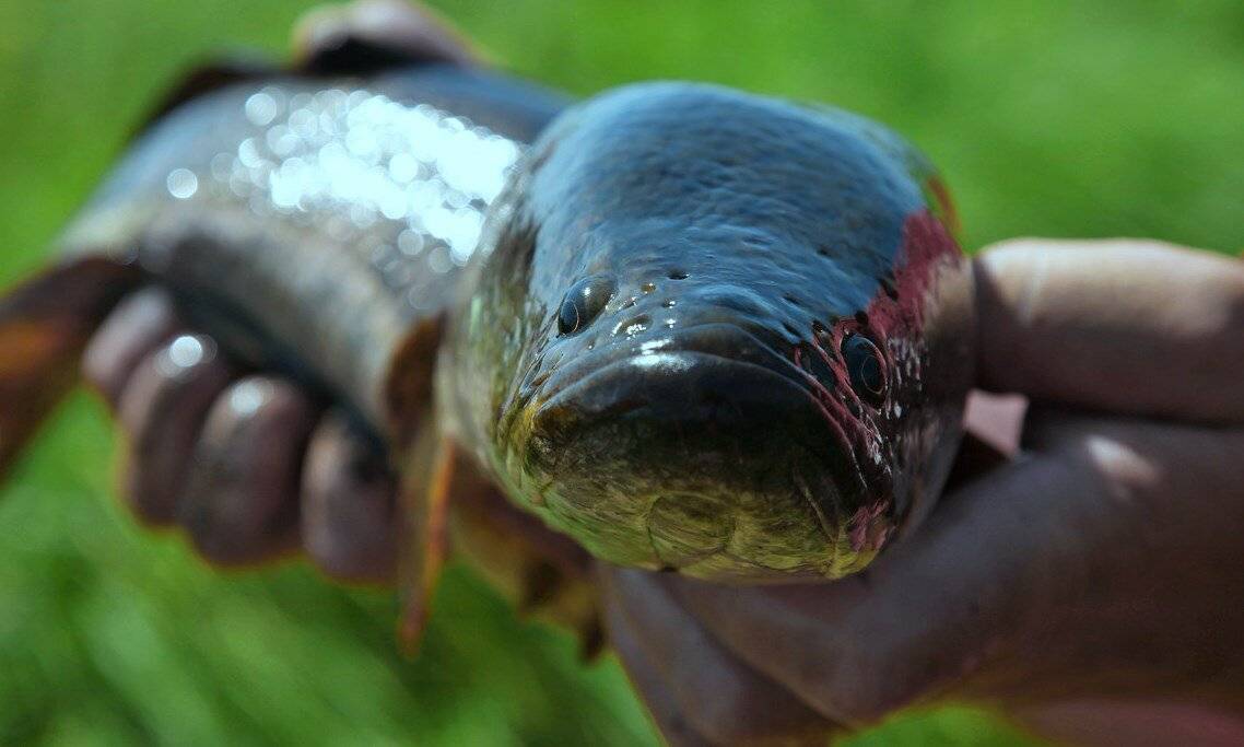 Рыба змееголов