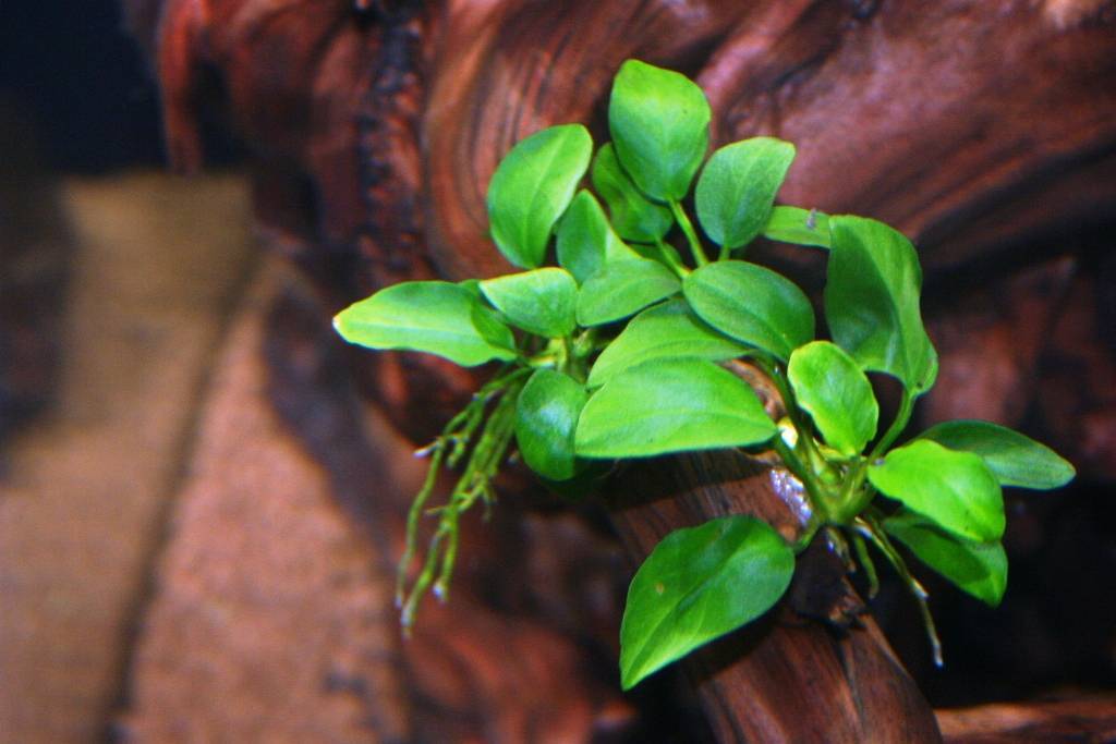 Выращивание анубиаса нана в аквариуме: внешние признаки, особенности содержания растения