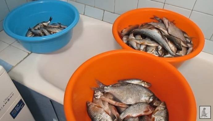 4 способа как сохранить рыбу на рыбалке летом